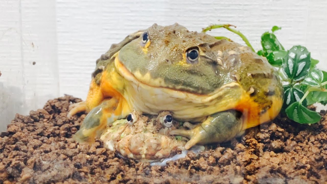 ウシガエル 大きなアフリカウシガエルに潰されるツノガエル Horned frog being