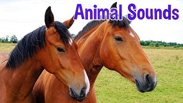 Animal Sounds and Names for Preschoolers, Toddlers (37 Amazing Wild and Farm Animals)