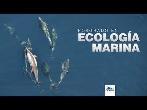 Video: ¿Qué es la ecología marina y costera?
