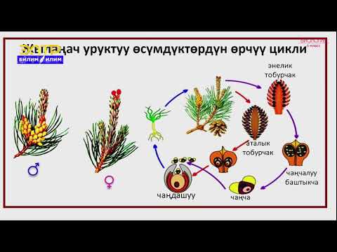 Video: Папоротник карагайы жөнүндө маалымат – Пейзажда папоротник карагайларын кантип өстүрүү керек