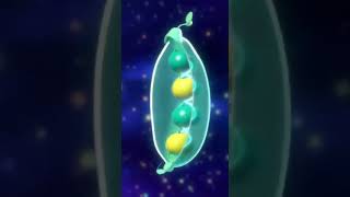 Gregor Mendel – Father of Genetics | Patterns Don't Lie | Musical🌌 #biology #history #fact