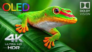 Most Immersive OLED HDR TEST | 4K Nature Animals | Dolby Vision 120FPS (8K/4K TV)