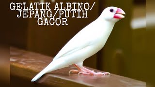 Gelatik Albino/ Jepang/Putih sepasang Gacor