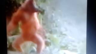Le Singe Qui Danse