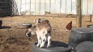 Baby Goat Takes a Crazy Leap!