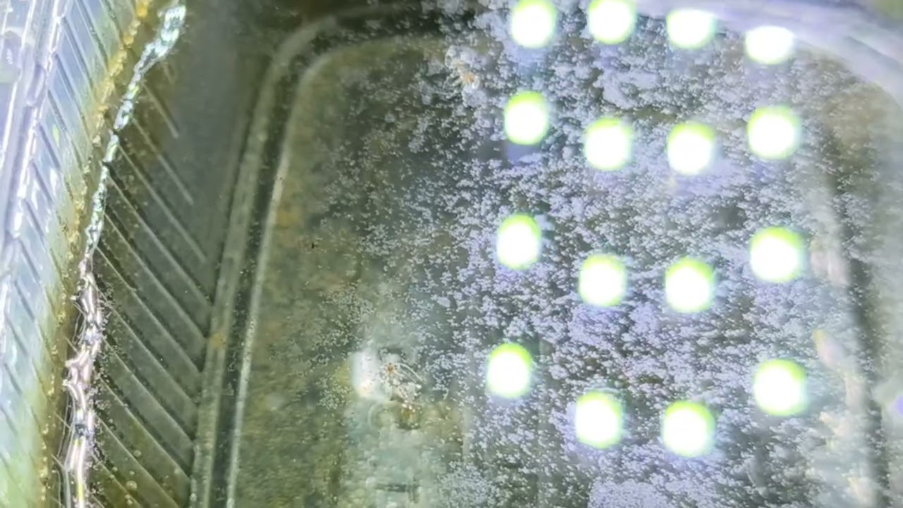 Pontomyia Paarung + eiablage