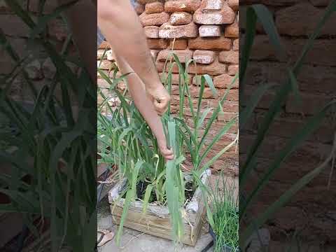 Video: ¿Florecen las plantas de ajo? Aprenda sobre la floración de las plantas de ajo