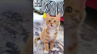 Meoz Meoz. Cute Little Kitten