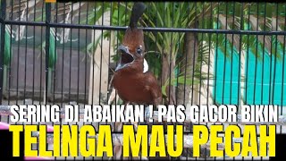 HOKI BENER YG BELI BURUNG INI ! BAHAN DI ABAIKAN PAS GACOR BIKIN GENDANG TELINGA MAU PECAH