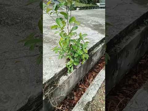 Video: Menanam Pokok Beringin - Tahu Cara Berkebun