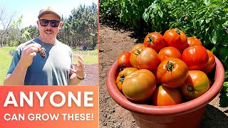 THE EASIEST TOMATOES TO GROW!