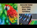 How to Draw Realistic Bird Head Feathers | Real-Time Colored Pencil Tutorial (Macaw Texture Study)