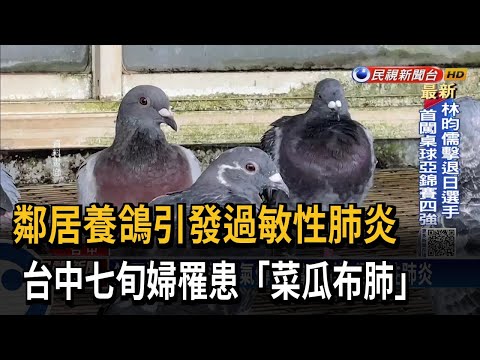 鴿糞引發過敏性肺炎 台中婦人罹患「菜瓜布肺」－民視台語新聞