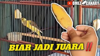 KENARI KU KASIH MAKAN PISANG