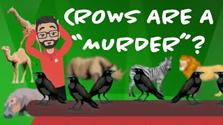 "A MURDER"? | The Most Bizarre Animal Group Terms!