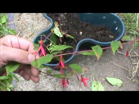 Cuttings,