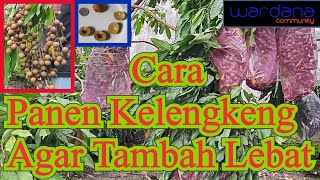 Download Lagu Cara Panen Kelengkeng Agar Tambah Lebat MP3