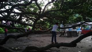 100 Years Mango Tree At Moksedpur,Gopalgonj