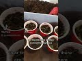 Is 52 Chamomile plants to many? Be honest.