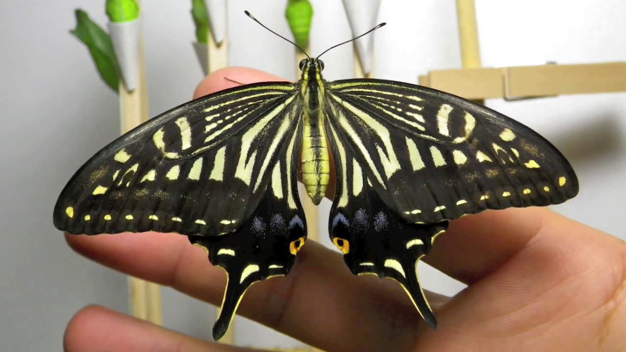 ナミアゲハの羽化 Papilio Xuthus Emergence Youtube