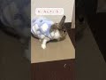 天敵あらわる!?うさぎさん🐰
