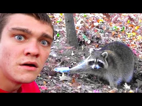 I Trapped a RACCOON! *Catch Clean Cook* - YouTube