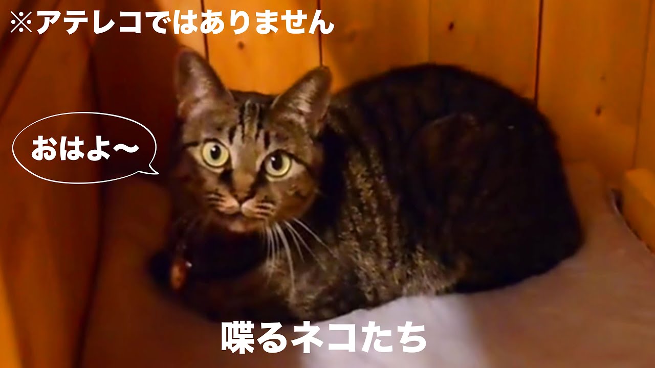 ジャンク バーチャルペット まとめ あるくんです ネコ生んじゃった等 Clumsy Dad Annoys the Cat to the Limit! – Papa Gets Smacked