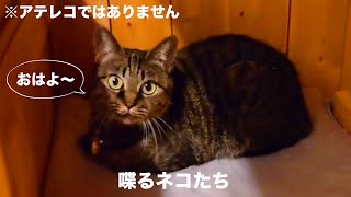 【番外編】　喋るネコ　【※アフレコではありません】