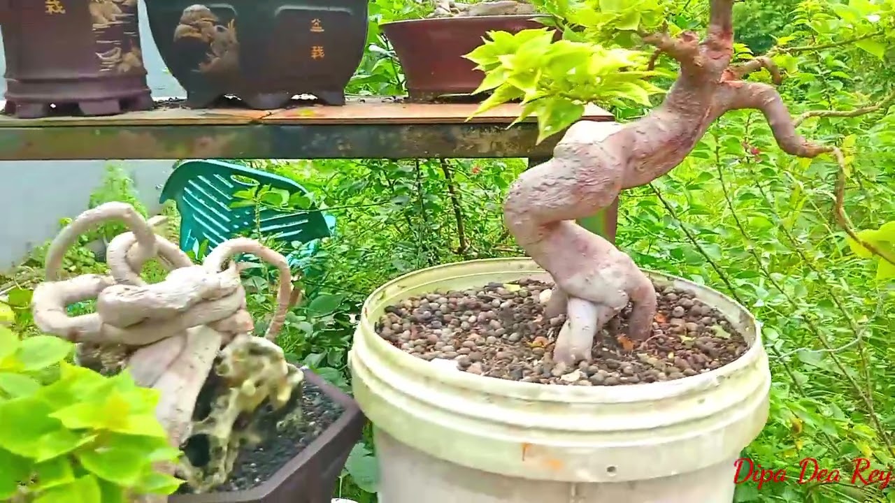 Inilah Bonsai Bougenvile Dengan Struktur Akar Dan Batang Yang Kokoh @dipadearey_0795