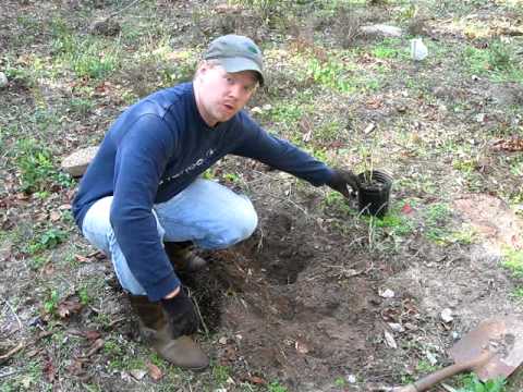 How to plant blueberries - YouTube