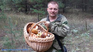 видео: Польские, белые и несколько десятков видов других грибов картинка: Польские, белые и несколько десятков видов других грибов