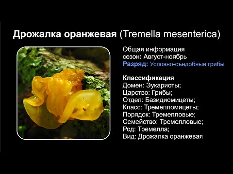 Дрожалка оранжевая (Tremella mesenterica)