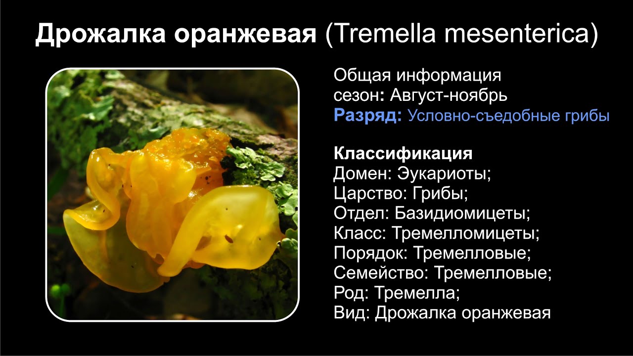 Дрожалка оранжевая (Tremella mesenterica)