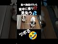 食べ物投げたら背中に乗り💦見失う🤣#面白い#面白#面白動画#面白い犬#おもしろ#おもしろい#おもしろ動画#パピヨン#犬#犬のいる暮らし#犬との暮らし#犬のいる生活#いぬ#いぬのいる生活#いぬのきもち