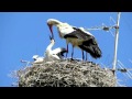 White Stork regurgitating water