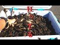 【生態系崩壊】たった４時間で3452匹のウシガエルを捕獲した衝撃映像【琵琶湖ガサガサ探検記１３】