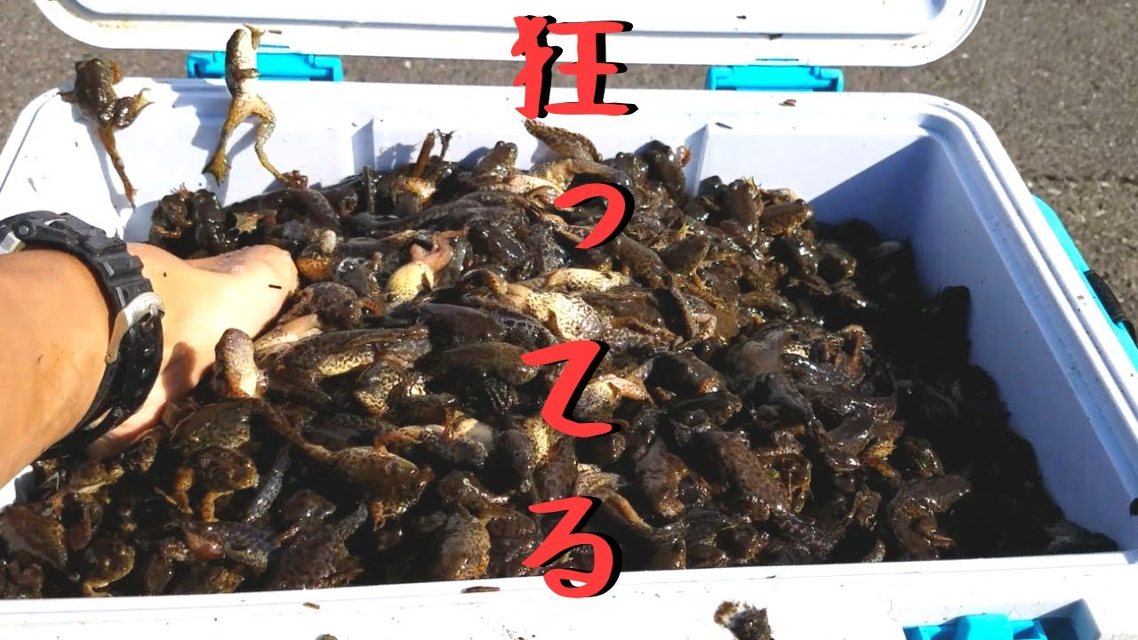 Ecosystem collapse] Impact video of capturing 3452 bullfrogs in