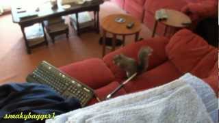 The Talking Squirrel - I Don't Do Cleaning