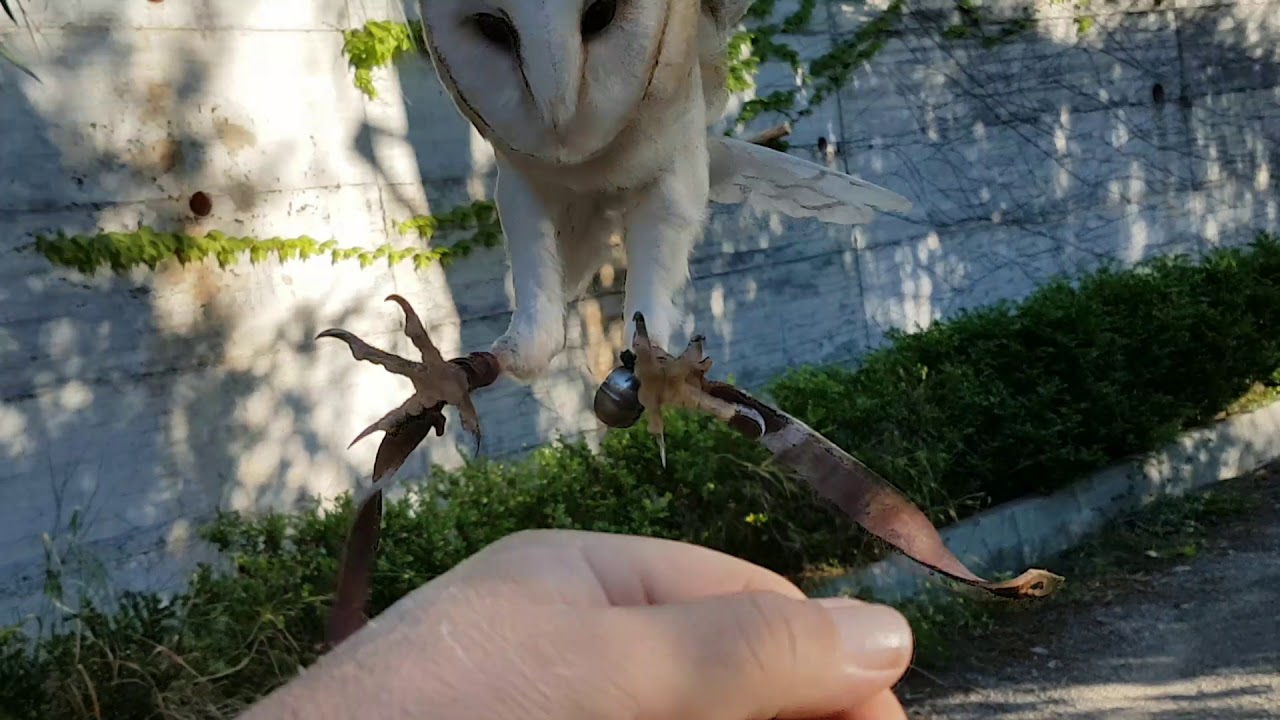 Barbagianni 28.4.2019