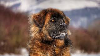 Pawfect Facts About The Leonberger Dog Kids Will Love