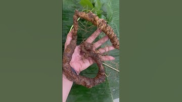 #sâm_ngọc_linh_rừng Củ sâm rừng 205 gam Lạng  dài cong 70 cm 45 mắt sâm đẹp mê hồn  #sâm_ngọc_linh