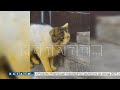 На смену синим собакам в Дзержинске пришли желтые коты