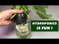 I'm New To Hydroponics