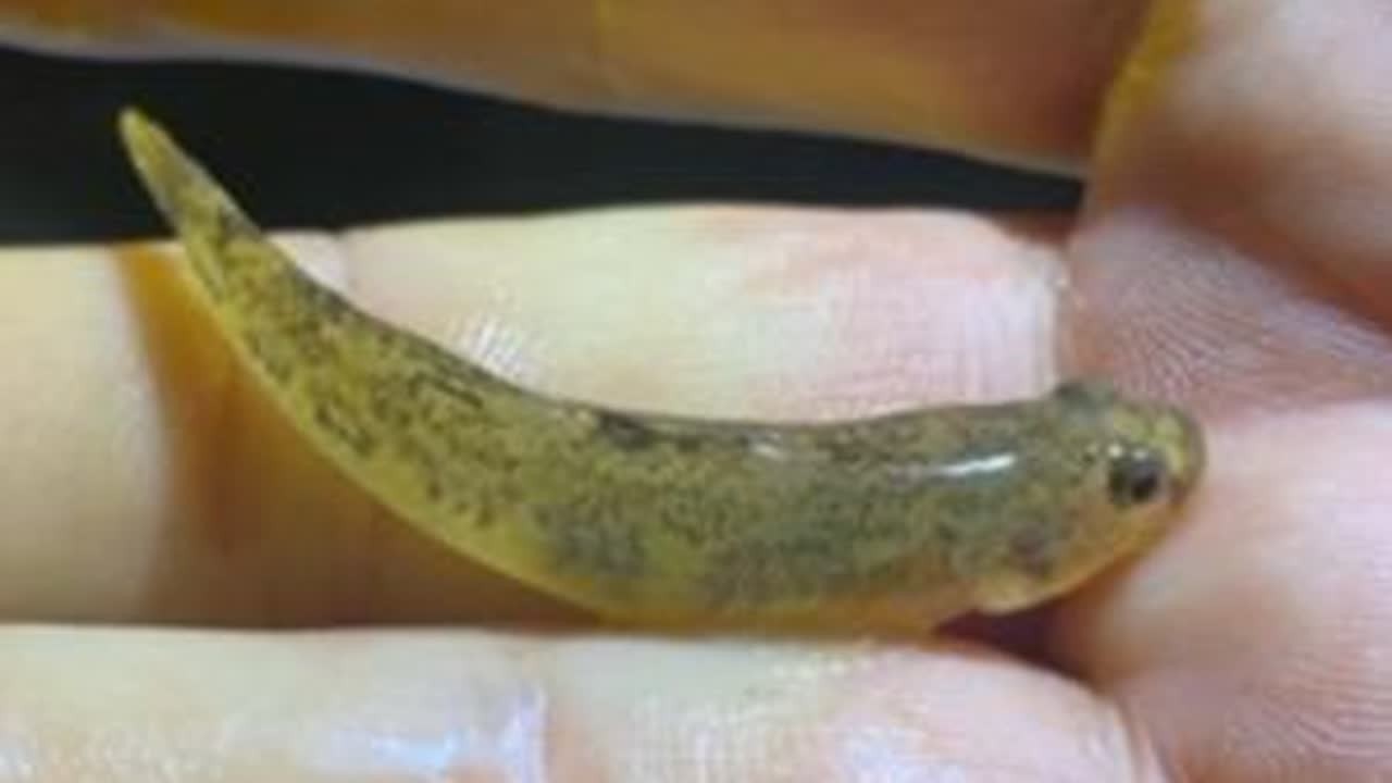 #野采 #野采原生鱼 #大颌裸身虾虎 这不又解锁新物种了么，遗憾的是没抓到公鱼，下次注意😆