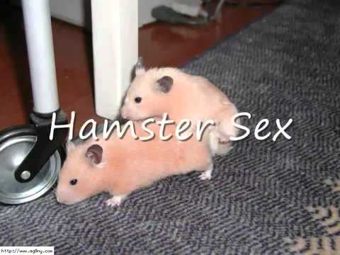 Youtube Of Porn Hamster 16