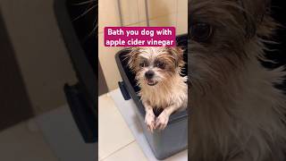 Start bathing your dog with apple cider vinegar.