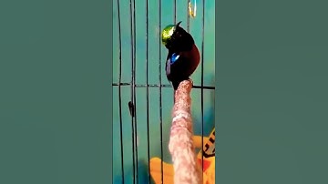 Konin Gacor Ngobra || Kolibri Ninja #kolibri #konin #kicaumania #aviary #shortvideo