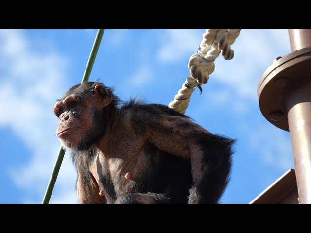 ヤマネとチンパンジー sddefault.jpg