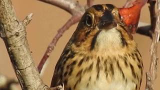 Henslow's Sparrow, with soft calls screenshot 4