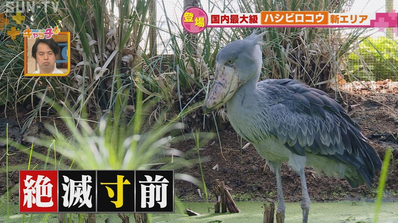 日本初 ハシビロコウの繁殖めざす 神戸どうぶつ王国 Youtube